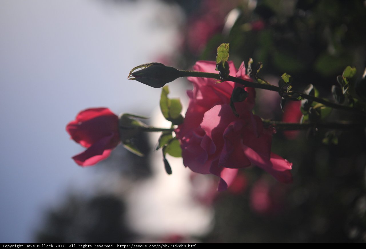 Sunrise on Two Roses