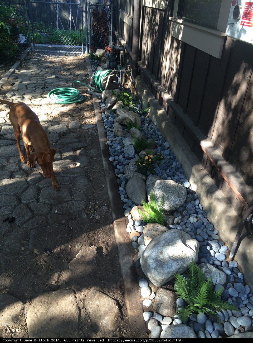 Paws on the Path