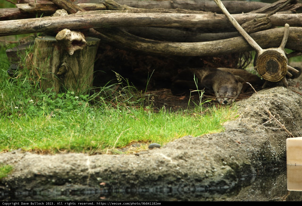 Arboreal Wonder at Oakland Zoo