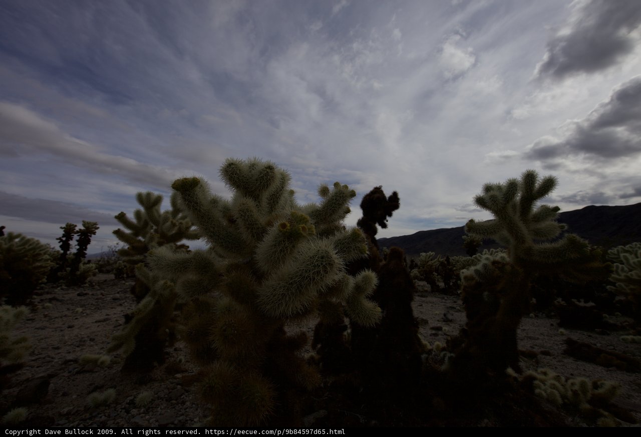 The Cactus King