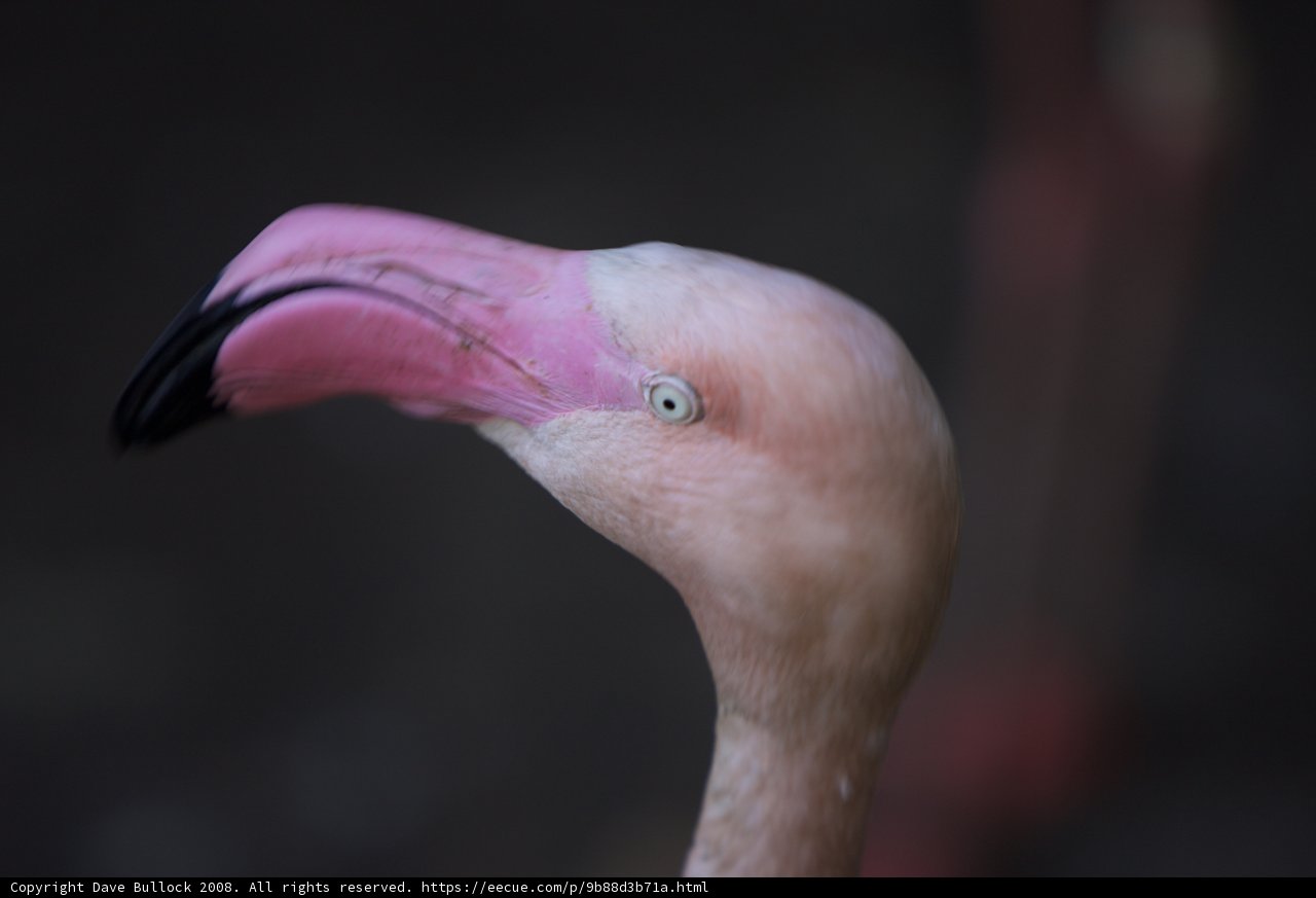 Inquisitive Flamingo