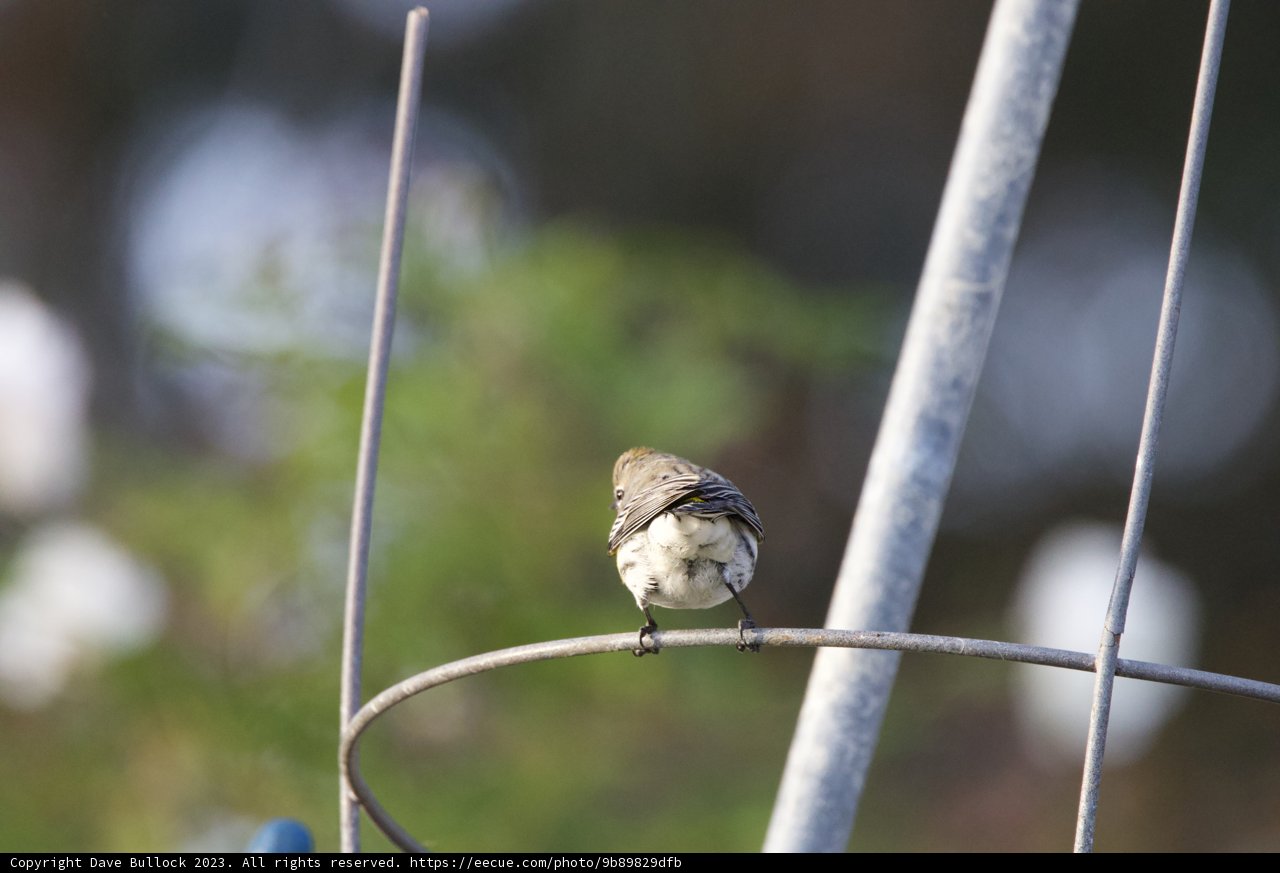 Feathered Acrobat at Fort Mason