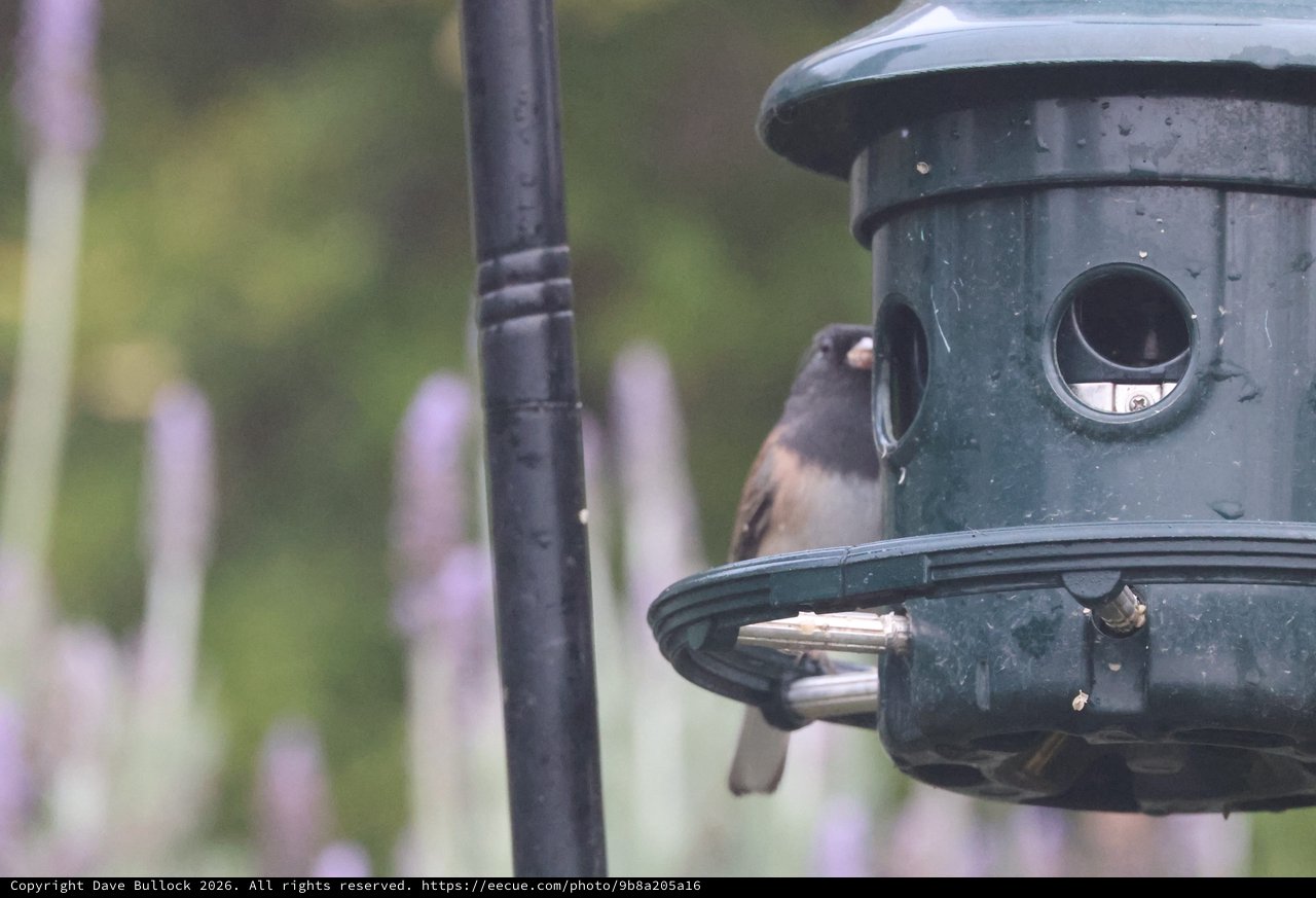 House Sparrow Perched on Garden Bird Feeder