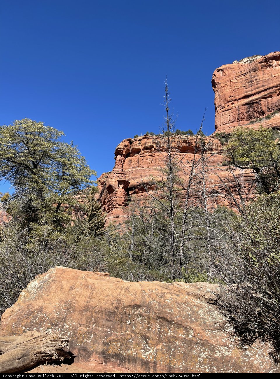 Majestic Red Rocks of Coconino National Forest