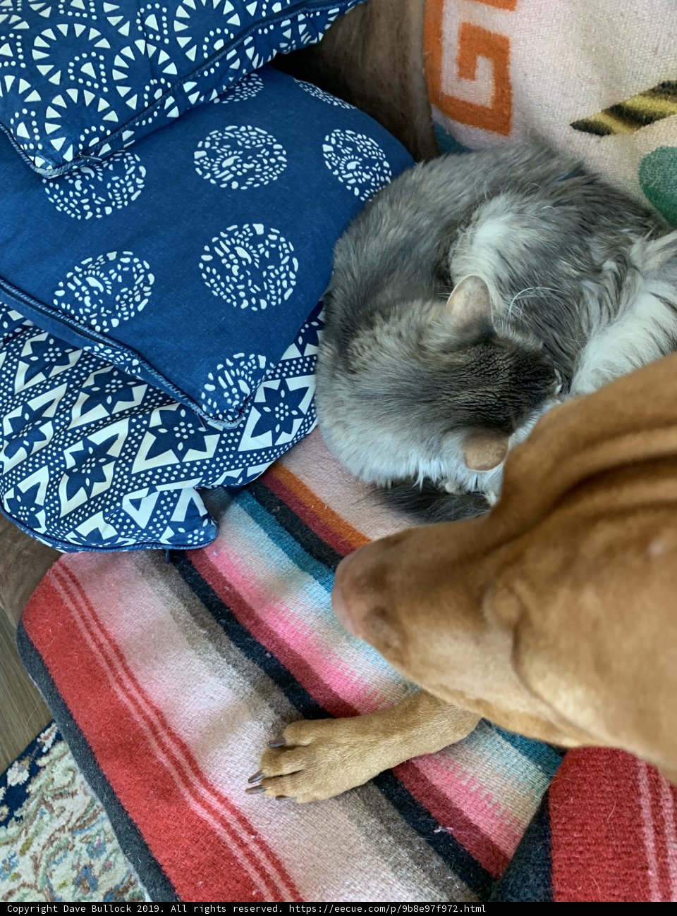 Cozy Companions