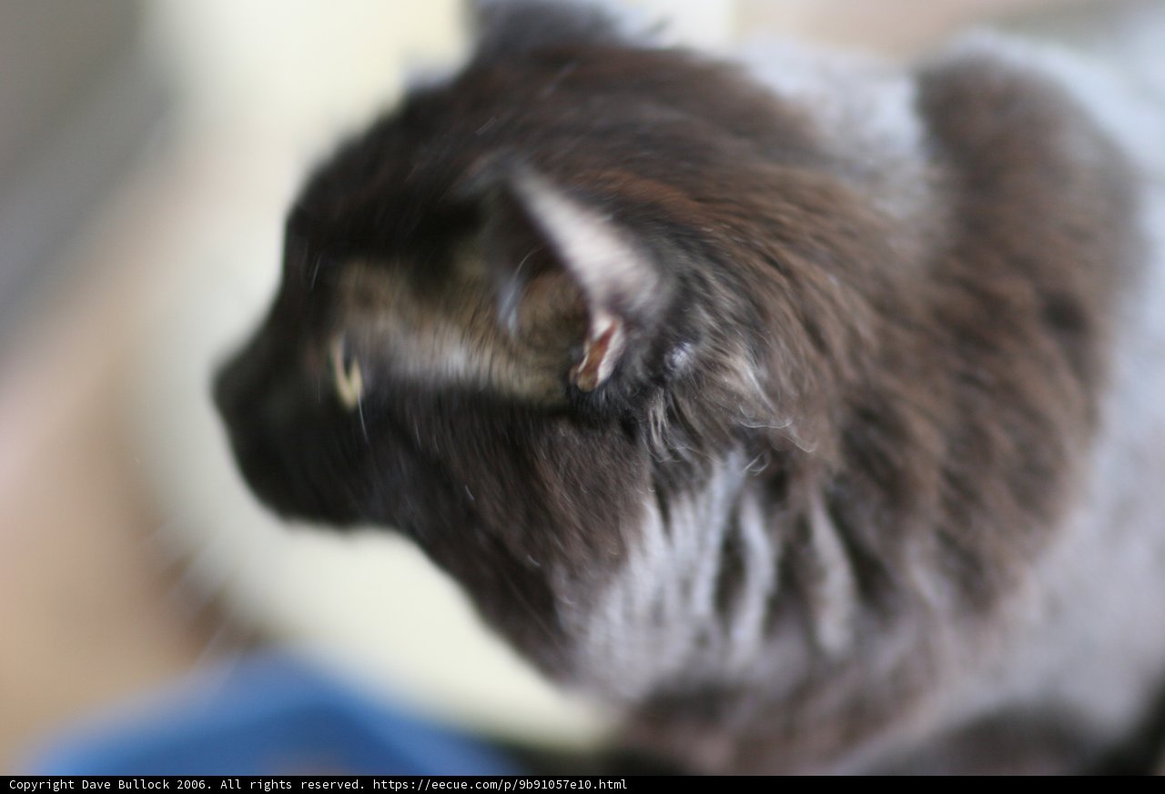 Fuzzy Feline