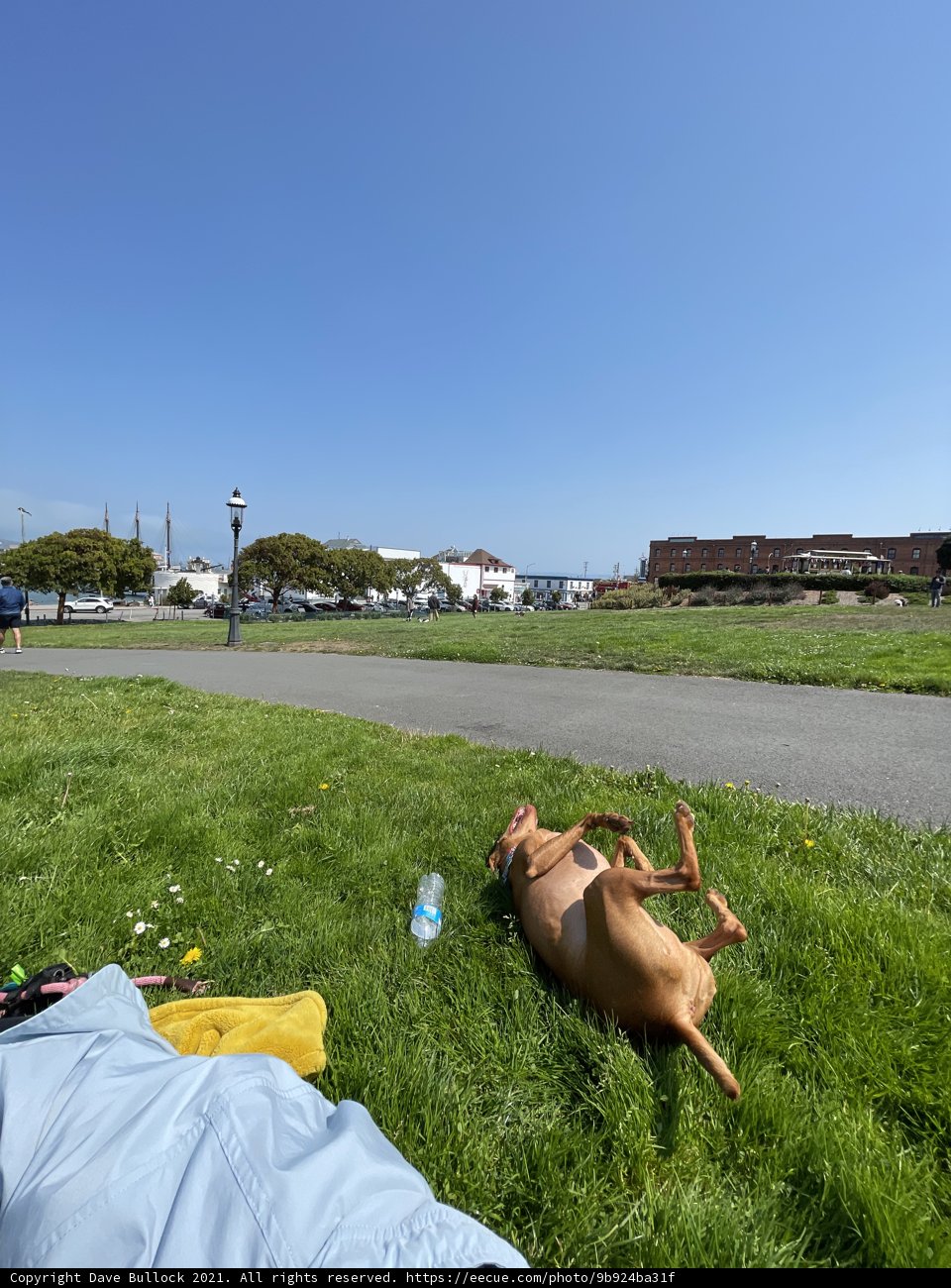 Sunny Day for a Pooch