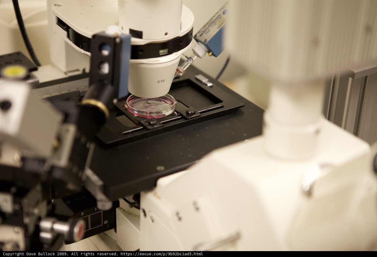 Close-up View of Microscopic Object