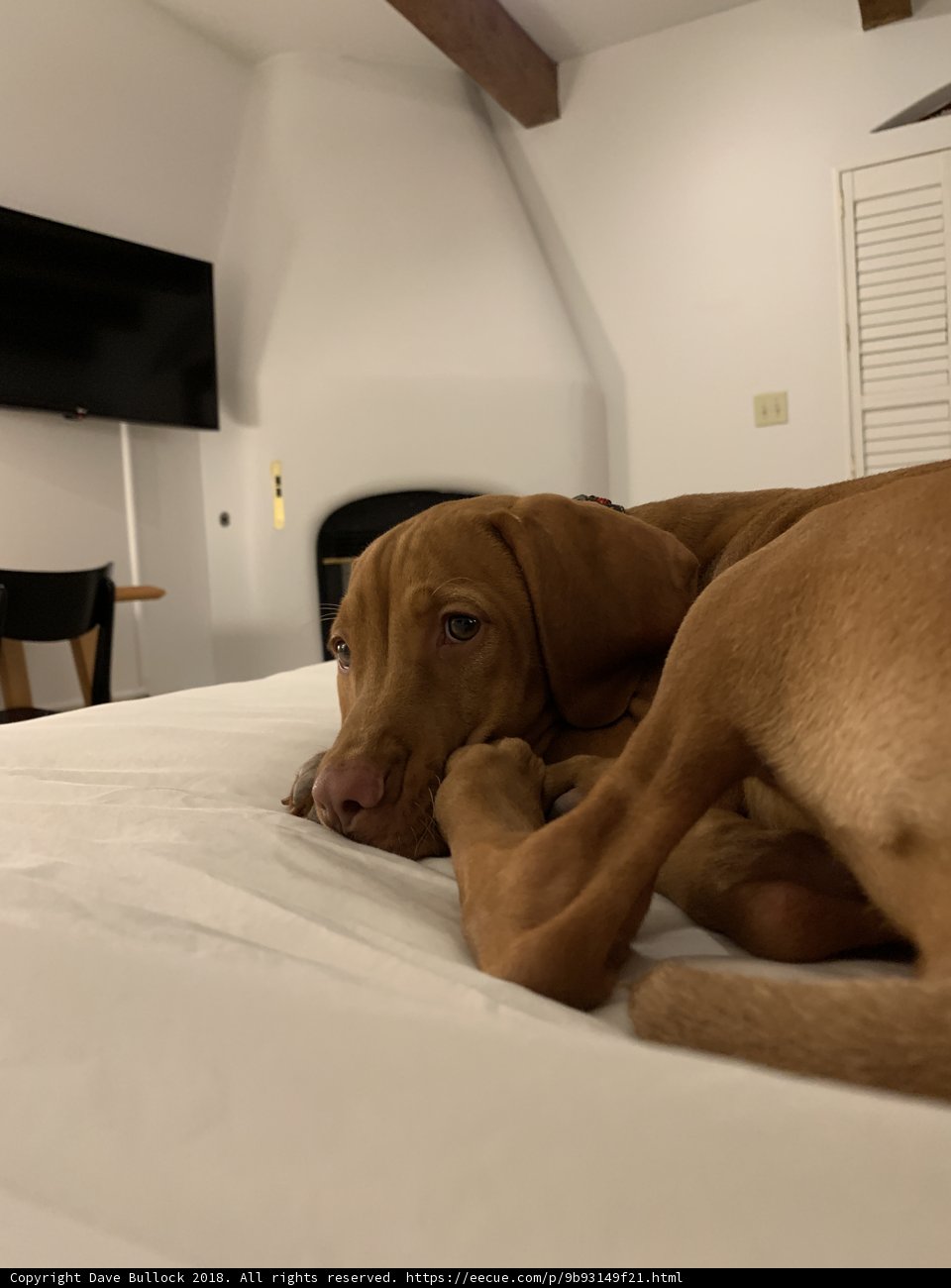 The Comforts of a Canine Companion