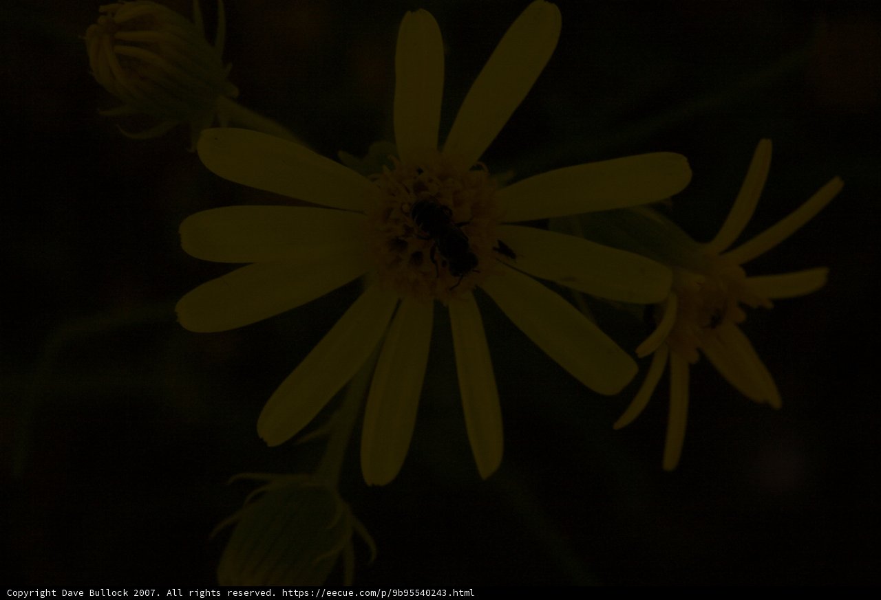 Buzzing on a Daisy