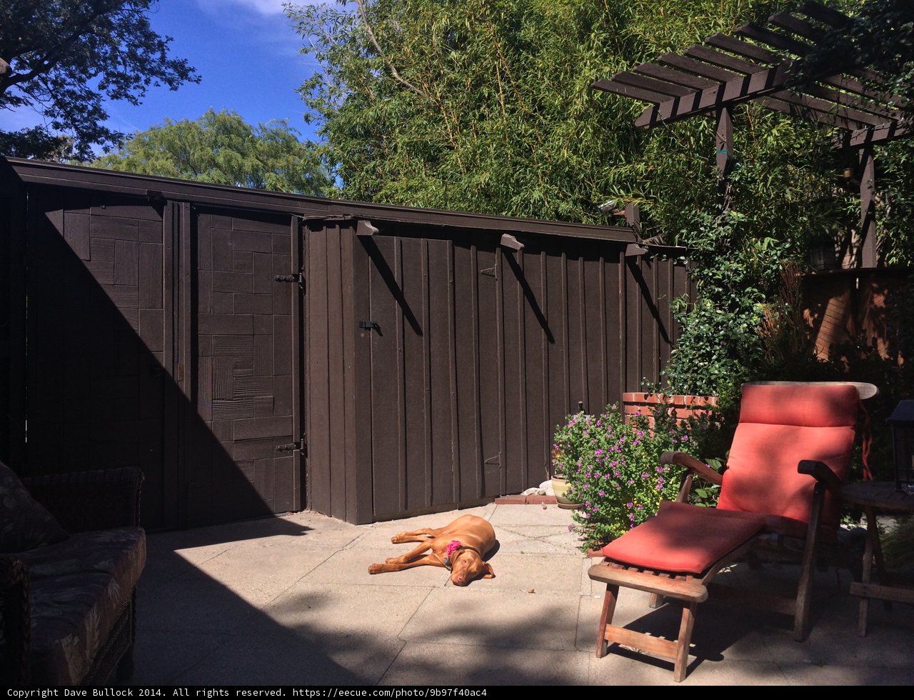 Patio Pups