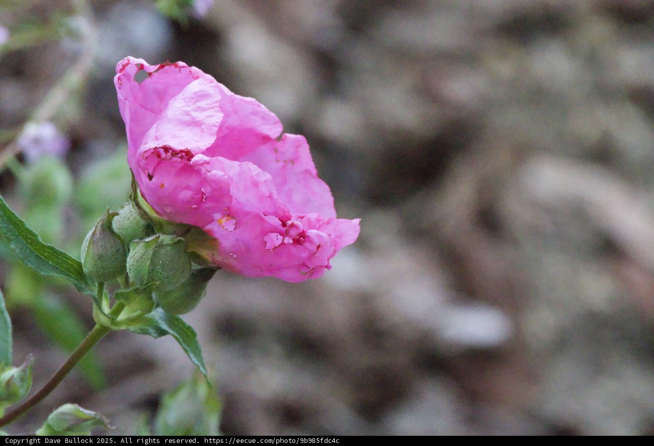 Blushing Elegance in Bloom