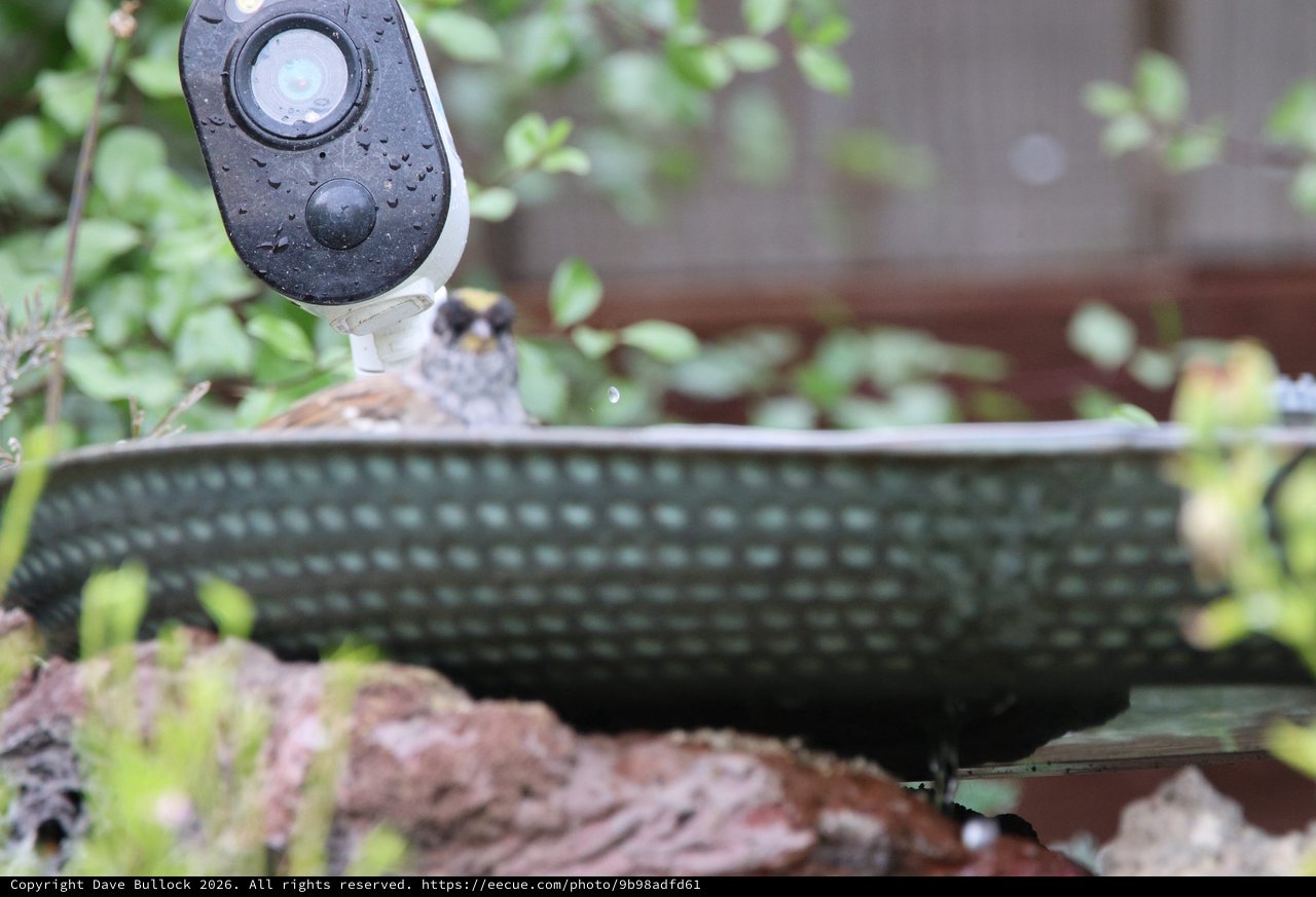 Outdoor Security Camera Overlooking Garden Bird Bath