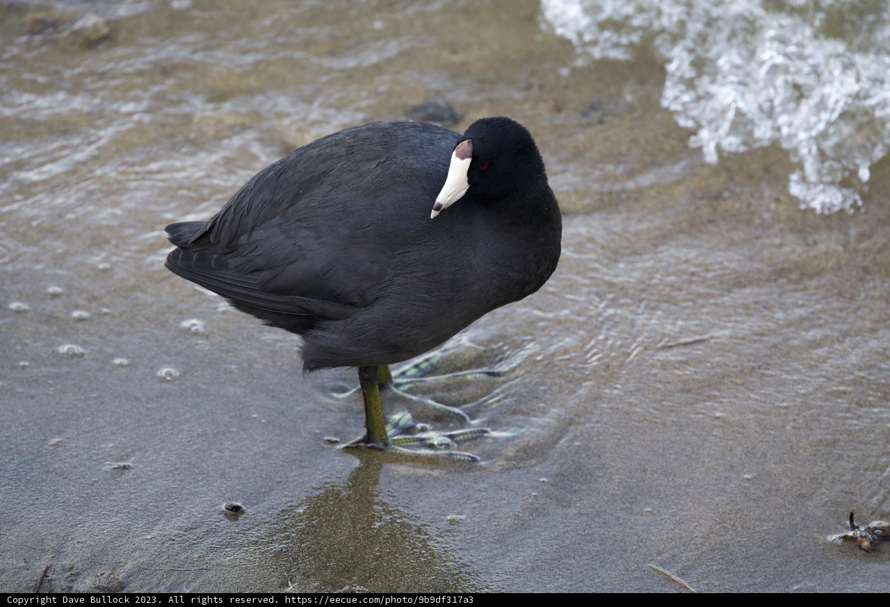 Majestic American Coot at Lake Merced