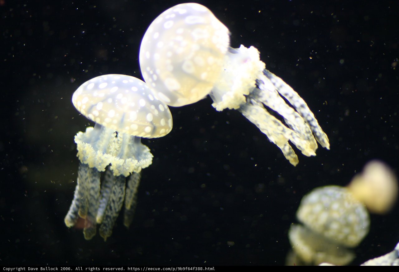 Serene Jellyfish Encounter