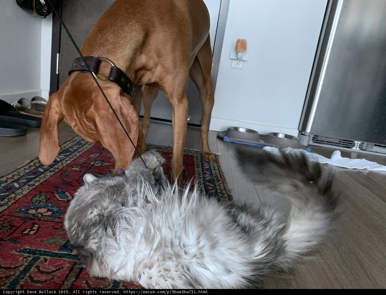 Furry Friends Playing on Hardwood Flooring