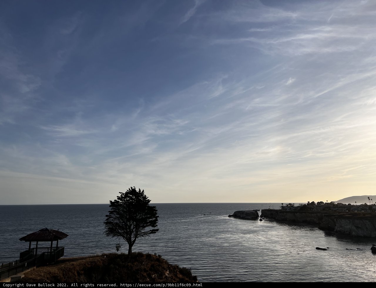 Lone Tree Overlooking the Ocean