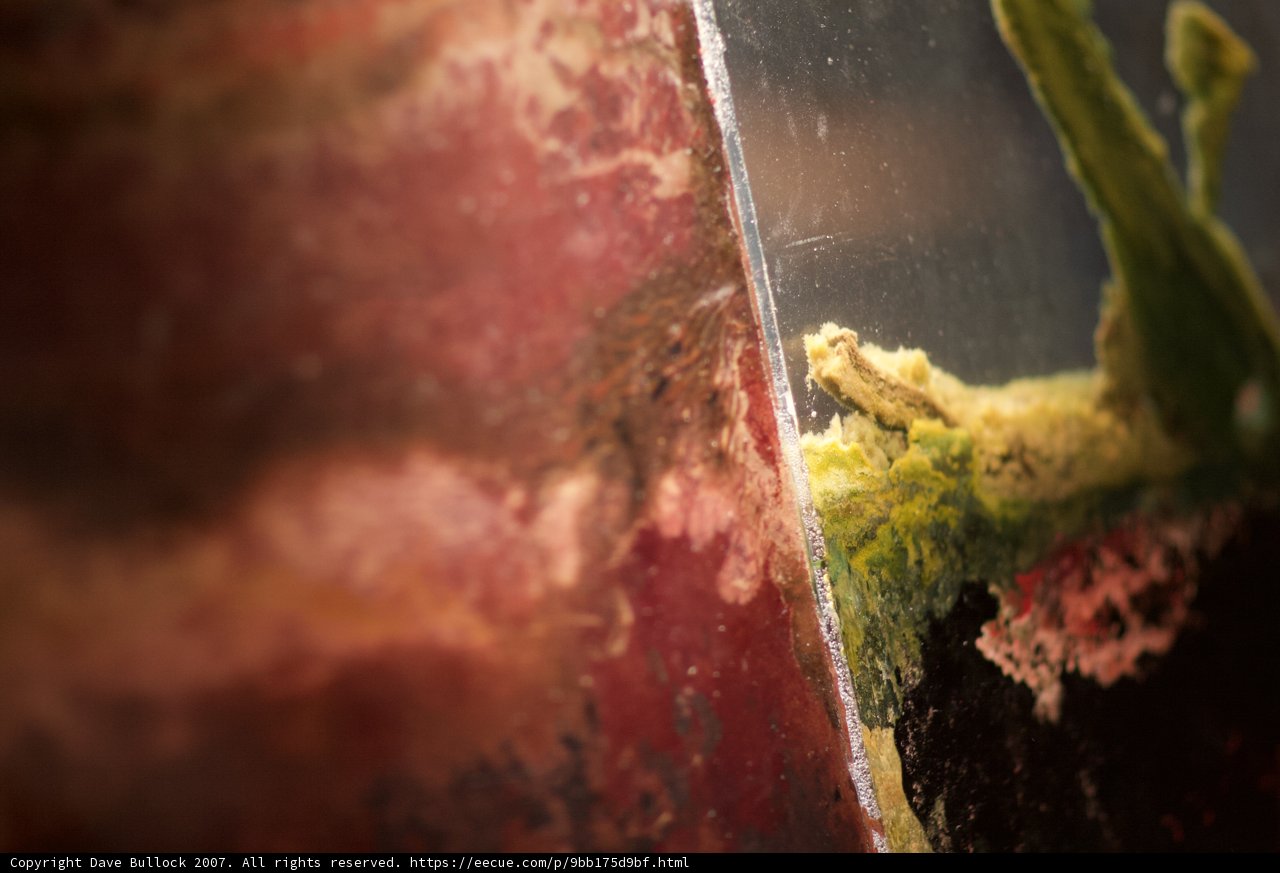 The Majestic Beauty of Algae