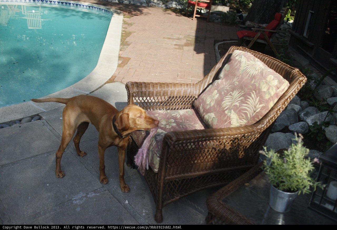 Canine Comforts