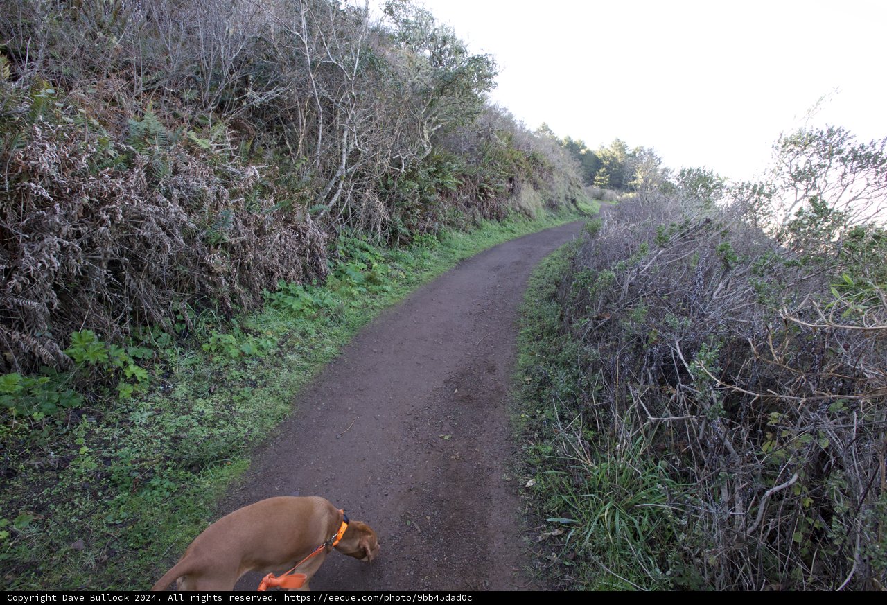 Canine Adventure in the 2024 Marin Headlands