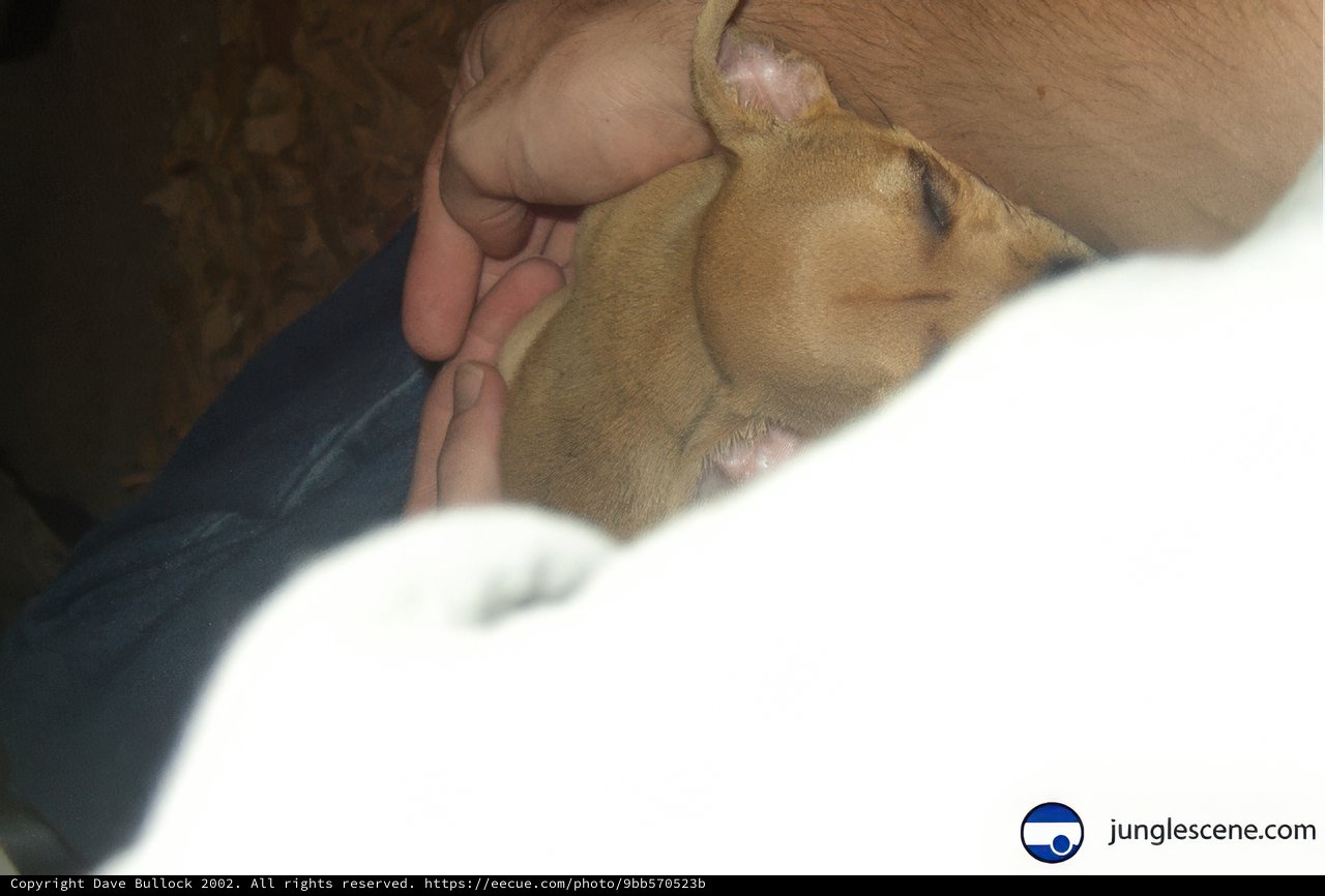 Precious Pup