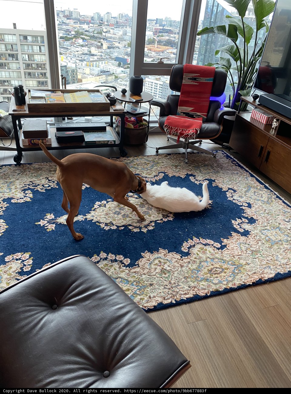 Playtime in the Living Room