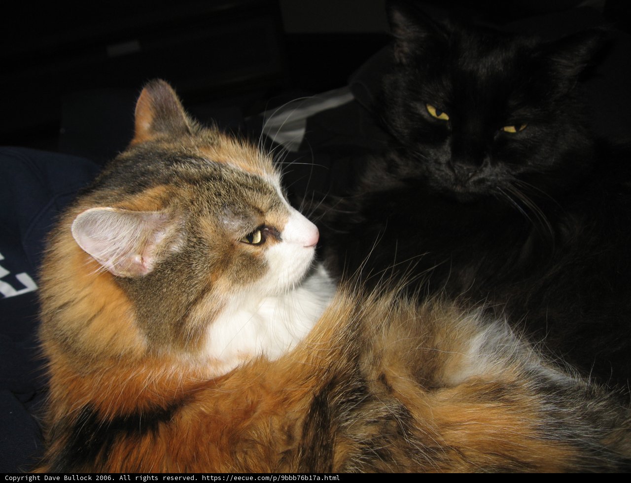 Feline Friends