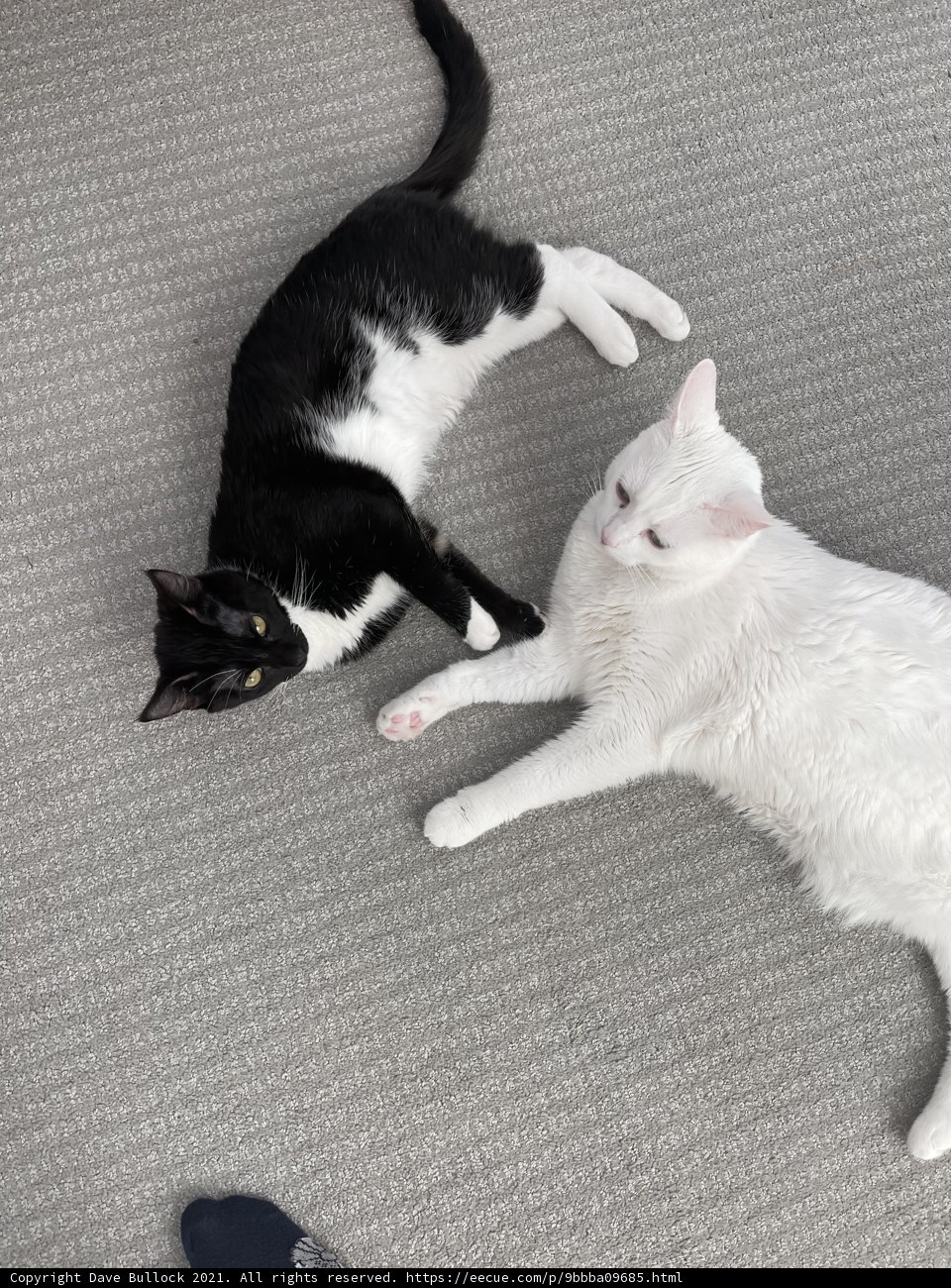 Feline Friends