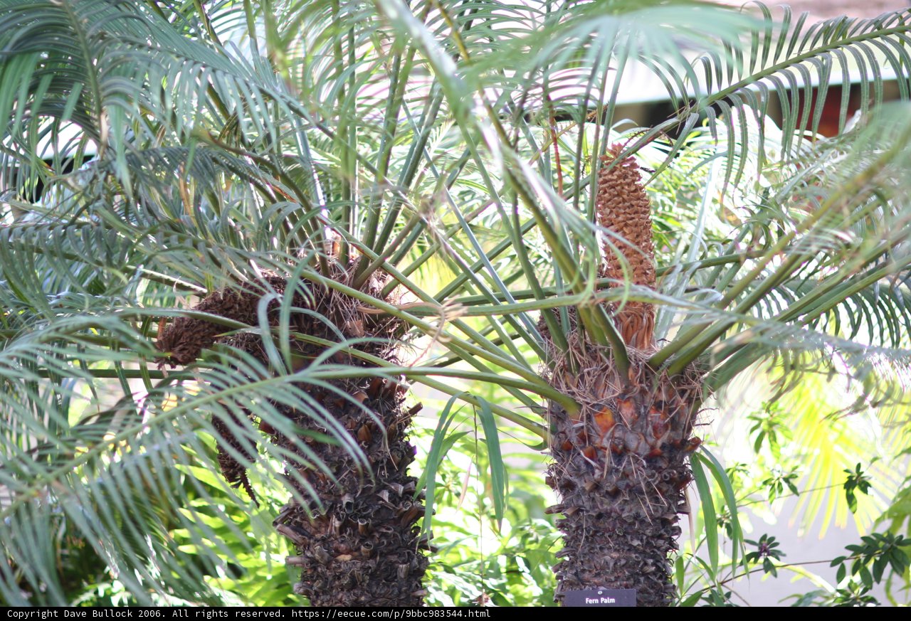 Majestic Palm Tree with Fruit