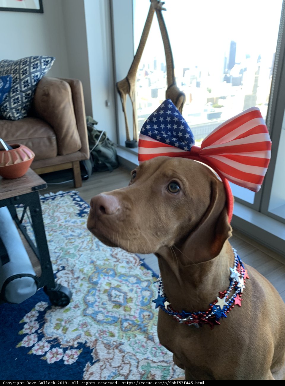 Patriotic Pooch