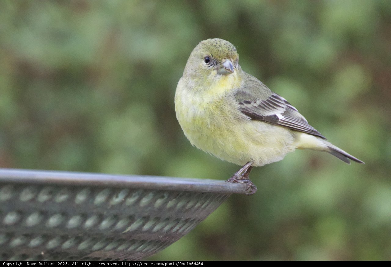 A Finch's Gentle Gaze