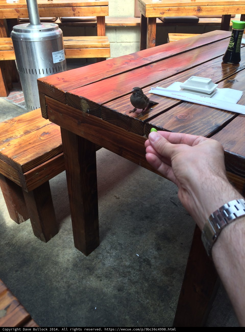 Holding a Sparrow on a Wooden Table