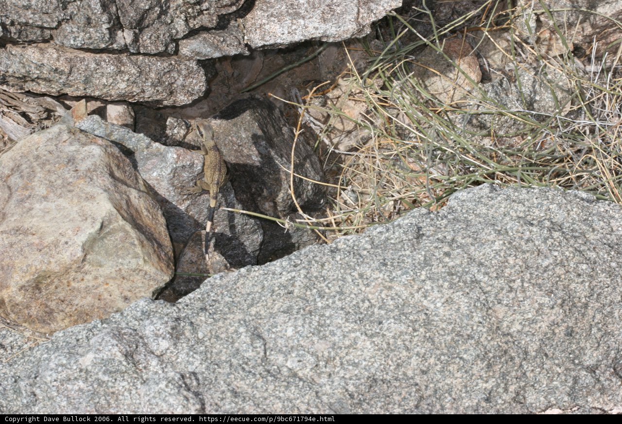 Lone Bird on a Rocky Field