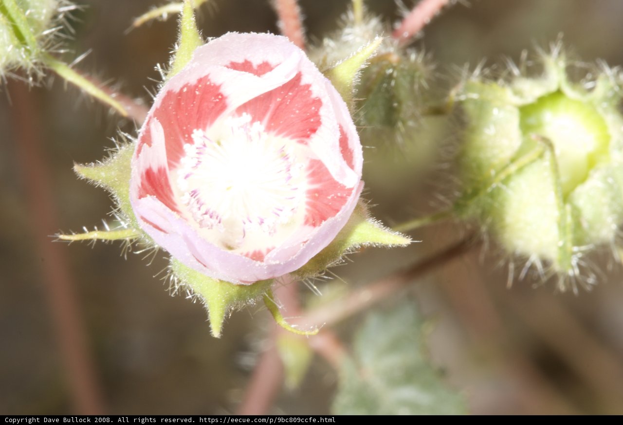 Geranium Bloom in the Desert