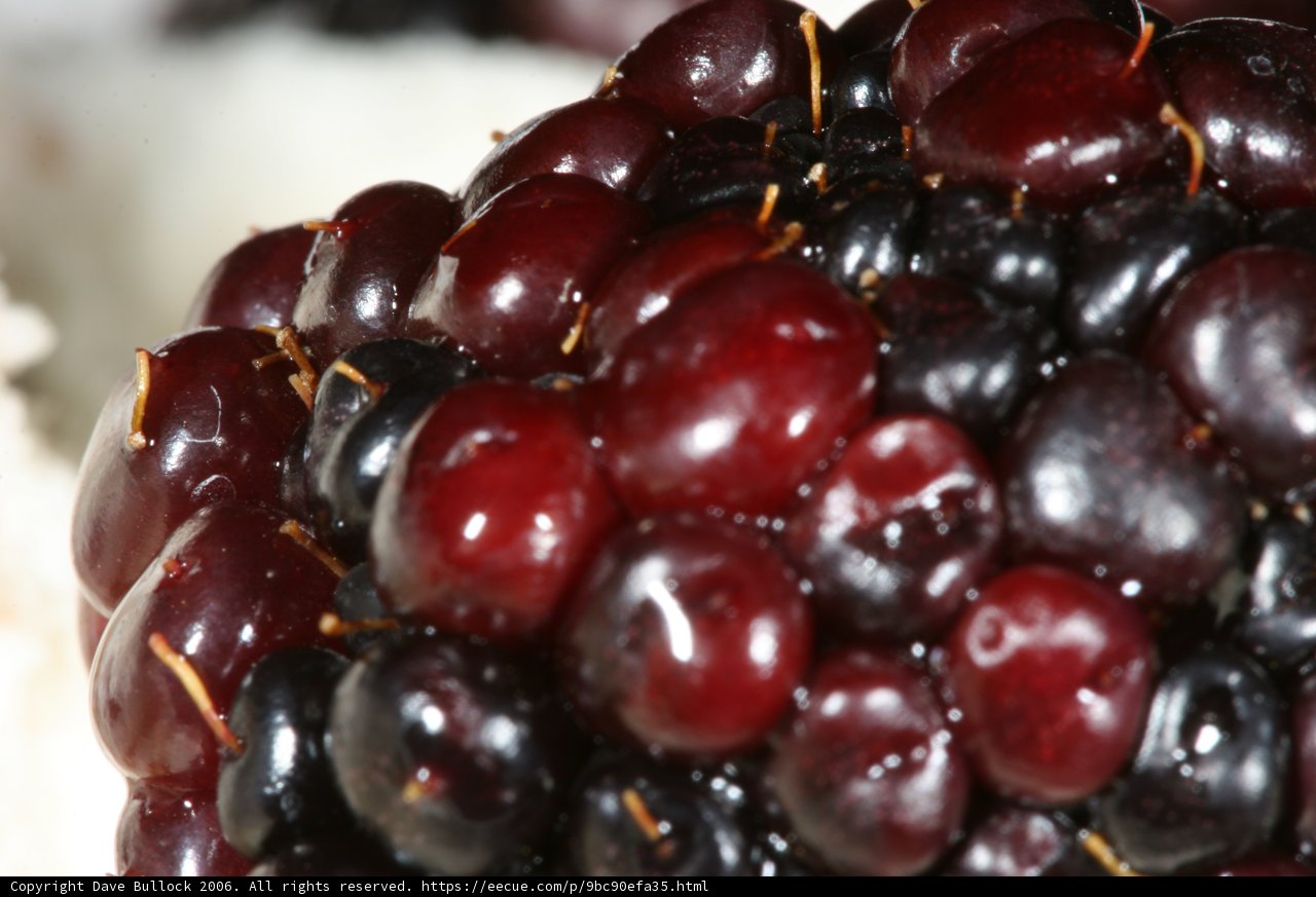 Sweet and Juicy Blackberries