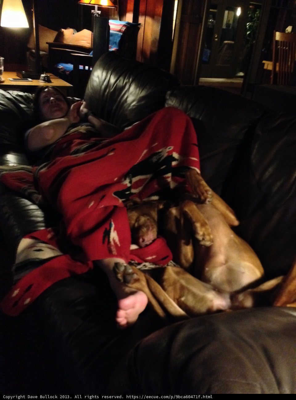 Cozy Night In with Furry Companion