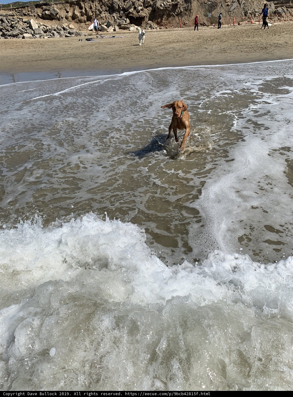 Beach Fun with Furry Friends