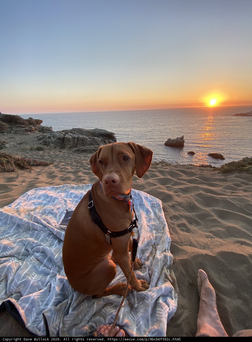 Sunset Snuggles with my Vizsla