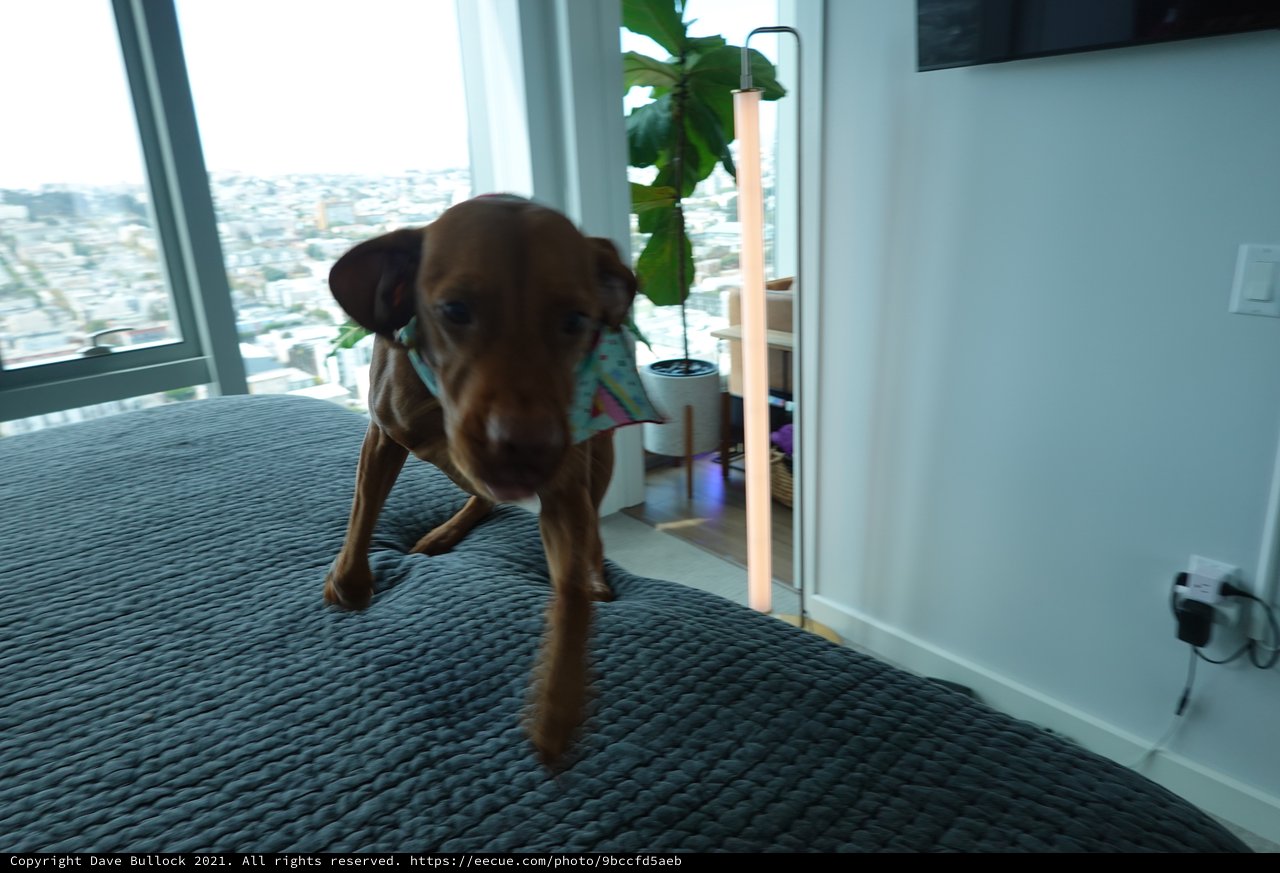 Puppy Playing on Bed in High-Rise Apartment