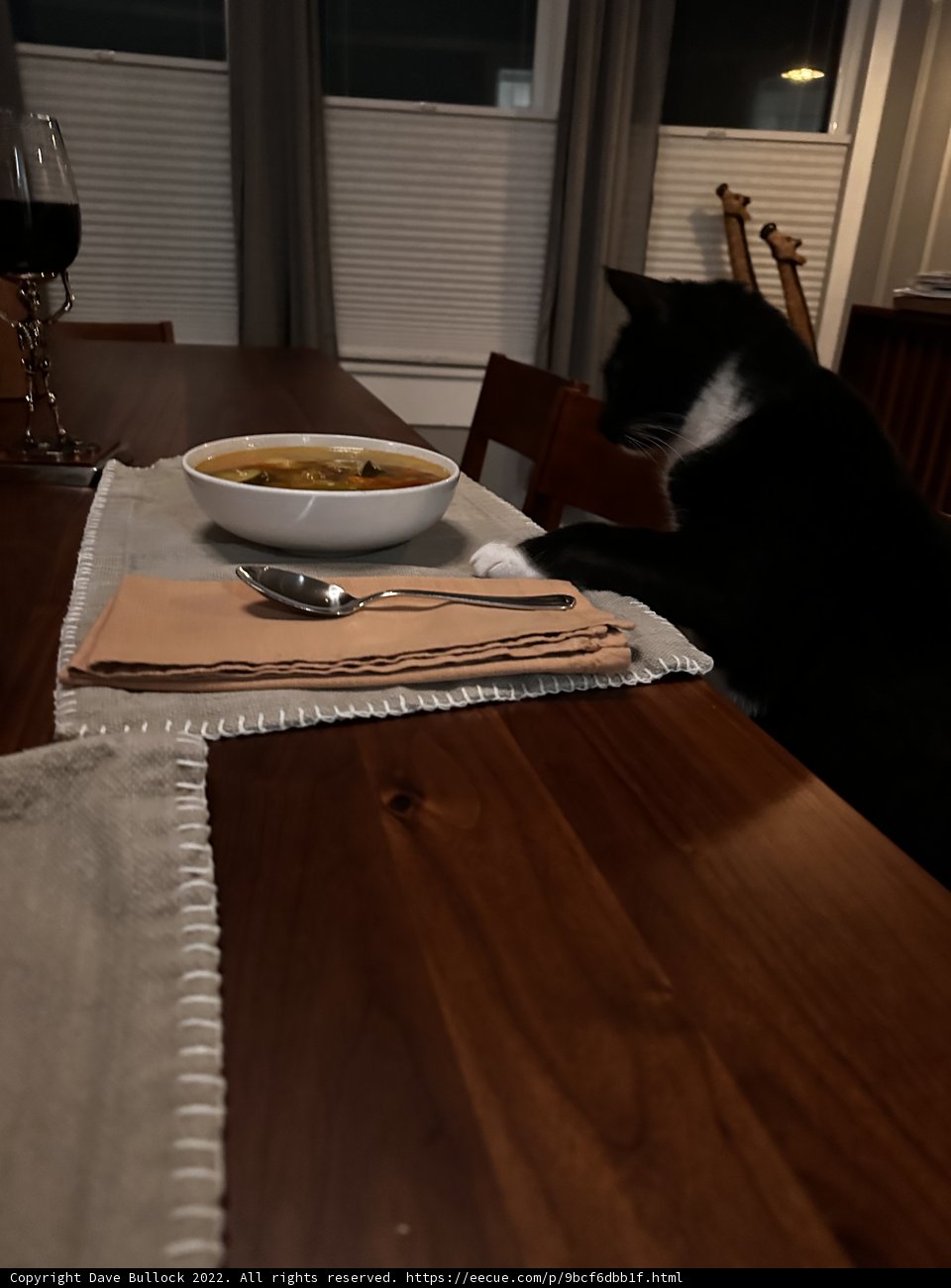 The Sophistication of a Cat and a Bowl of Soup