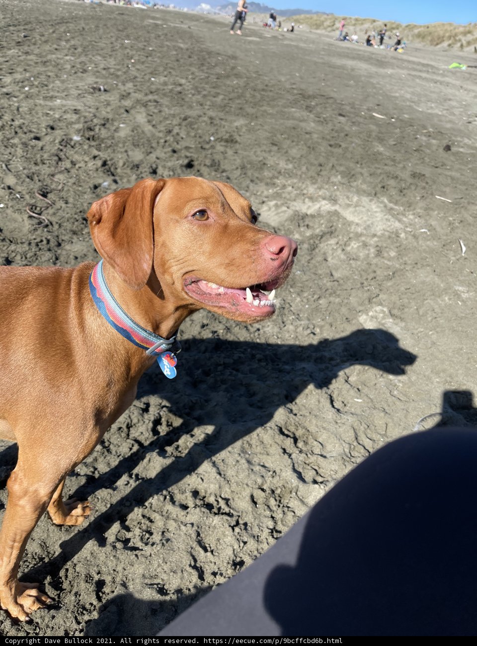 Beach Buddy with a Blue Collar