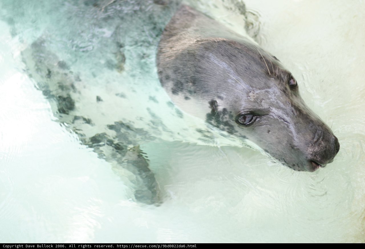 Playful Seal Splashes in the Water