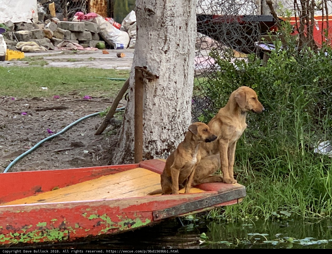Canine Cruise