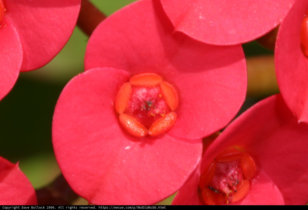 Busy Bee Among Vibrant Petals