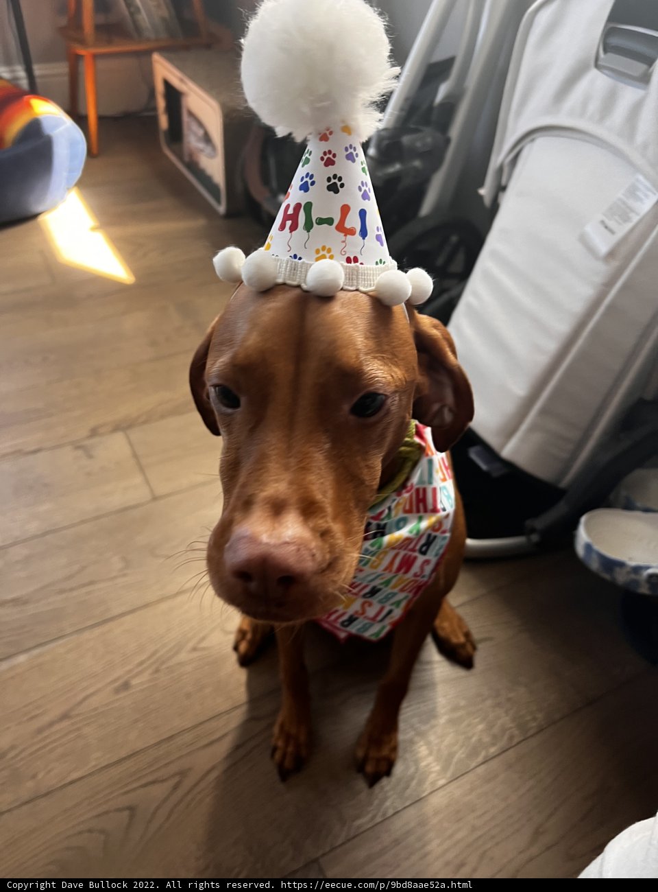 Birthday Pup