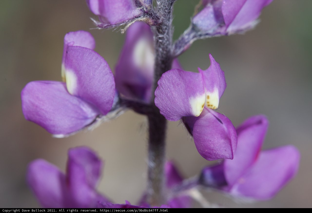 Purple Flowers with Yellow Centers