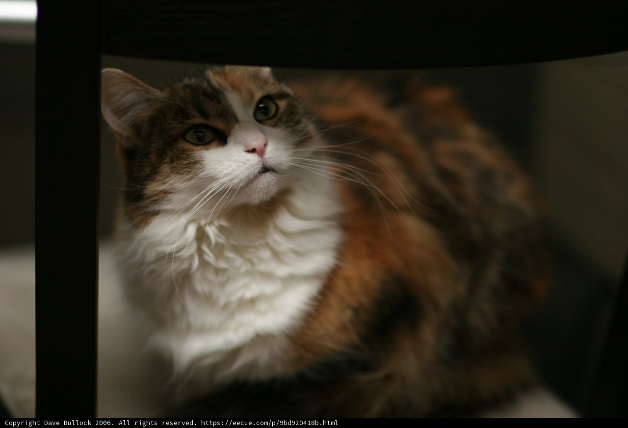 Regal Cat on a Chair