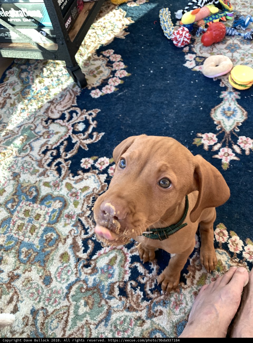 Rug Rascal