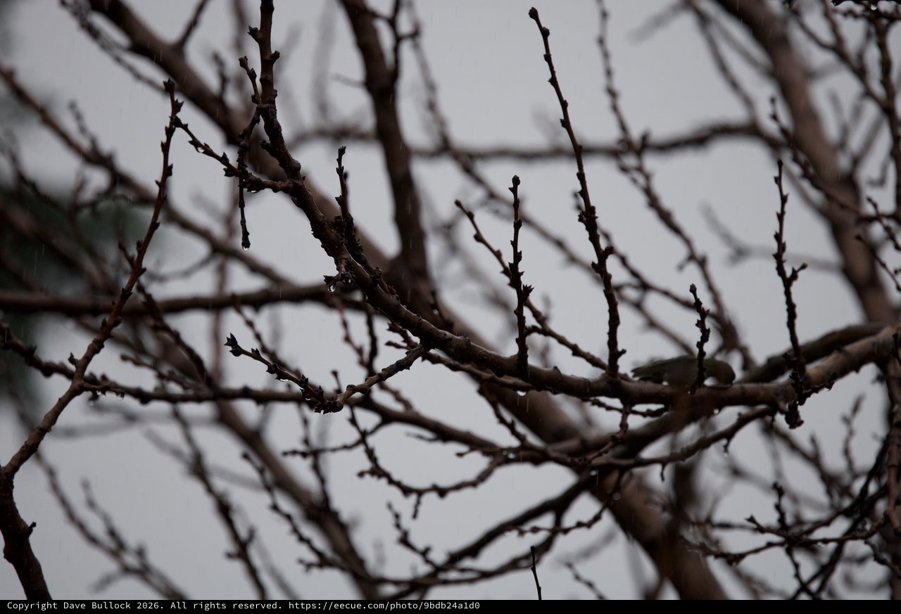 Bare Winter Branches Against Overcast Sky