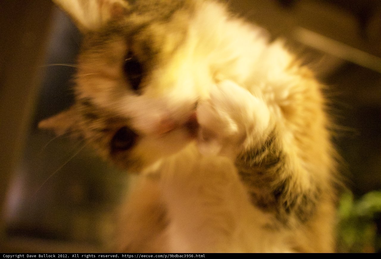 Stand Tall, Little Kitten